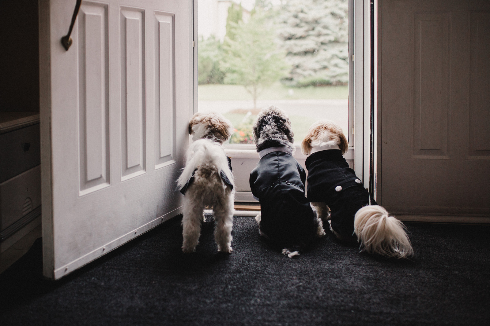 best toronto wedding portraits